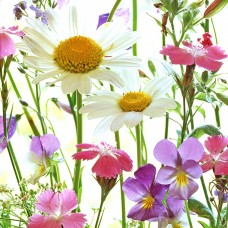 Serviette - Flower Field Serviette - Flower Field