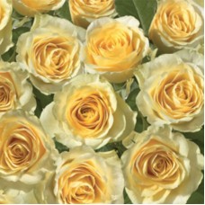 Serviette -  Yellow Roses