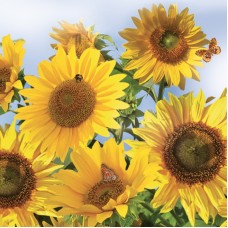 Serviette - Sunflowers Serviette - Sunflowers