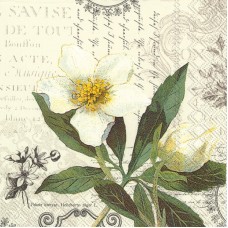 Serviette - La Beaute Cream Serviette - La Beaute Cream