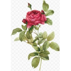 Waterslide A4 - Rose 10 Waterslide A4 - Rose 10