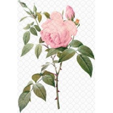 Waterslide A4 - Rose 7 Waterslide A4 - Rose 7