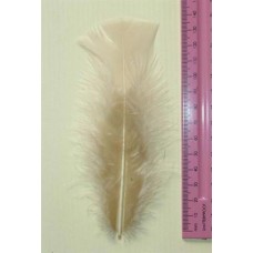 Turkey Flat Feathers 10p/p Beige