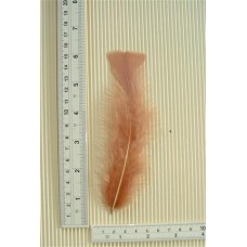 Turkey Flat Feathers 10p/p Light Brown